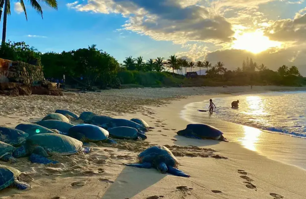 Green sea turtles resting on the sand at sunset on Oahu North Shore, with a child playing in the shallows