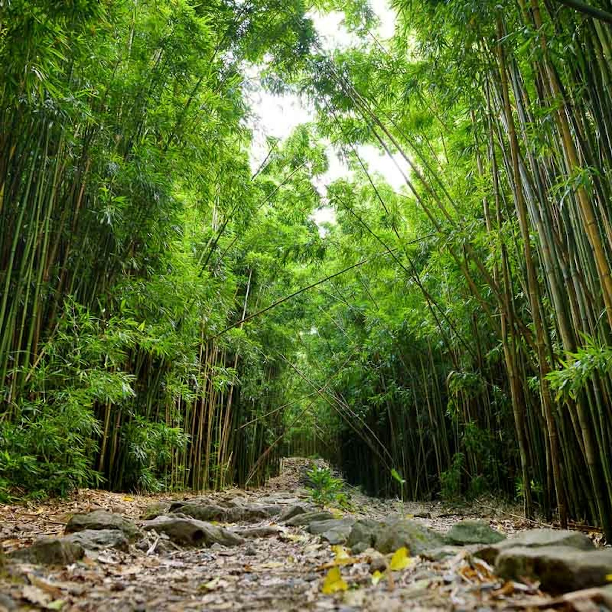 Bamboo Forest