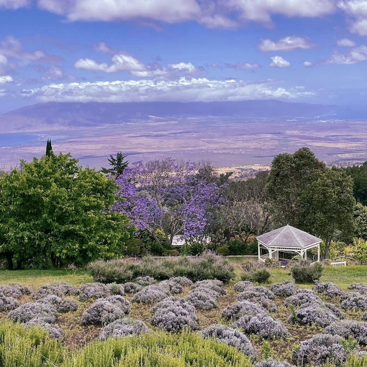 Lavender Farm